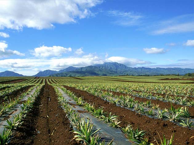 Terrenos agrícolas como activo patrimonial: más allá de 